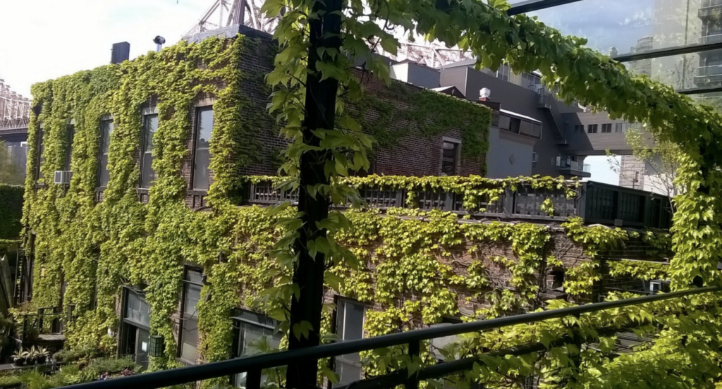 The Foundry LIC terrace with green ivy.
